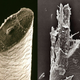 Image for article titled Photos of the Amazing and Gruesome World Under a Microscope